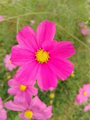 Obraz premium Plants and Flowers in high altitude