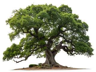 tree isolated on white background
