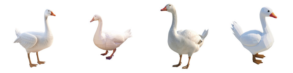 Obraz premium Four white geese standing against a white isolated background.