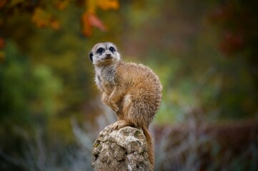 Fototapeta premium meerkat on the lookout