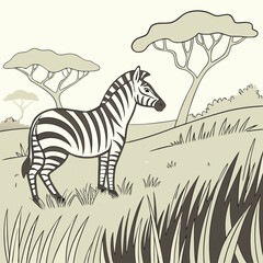 Obraz premium zebra in the grass