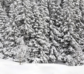 Winter landscape in fir snowy forest after snowfall