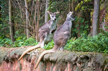 Kangaroo in the  zoo enclosure