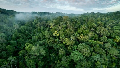 Landscape with aerial view of a dense tropical jungle forest. 