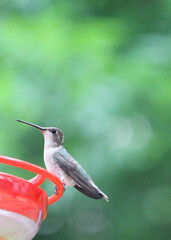Hummingbird