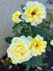 Homegrown roses