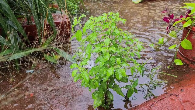 Closeup shot of pouring rain over the Ocimum tenuiflorum or holy basil, tulsi or tulasi plant
