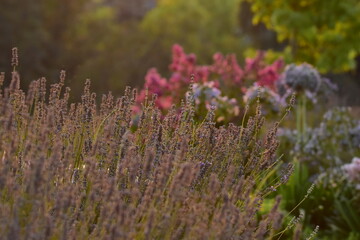 field of lavender