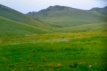 Fototapeta premium Khustain Nuruu National Park, also known as Hustai National Park, the best known as a home to the Takhi or Przewalski's horse, the last surviving wild horse in the world, Mongolia
