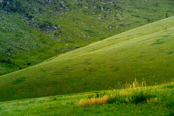 Obraz premium Khustain Nuruu National Park, also known as Hustai National Park, the best known as a home to the Takhi or Przewalski's horse, the last surviving wild horse in the world, Mongolia