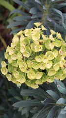 Mediterranean Spurge Euphorbia characias UPCLOSE