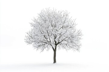 Obraz premium winter tree snow isolated on white winter tree snow isolated on white