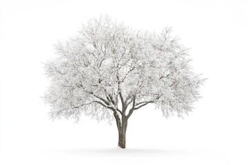 Fototapeta premium winter tree snow isolated on white winter tree snow isolated on white