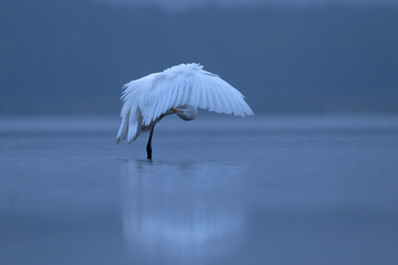 Czapla biała stojąca w wodzie © M