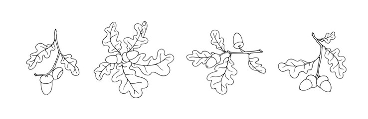Obraz premium Botanical sketch of oak branch with acorns. Vector graphics.