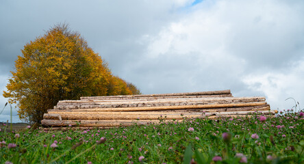 Chopped tree logs pilled up next to a forest, lumber wood industry, environmental, renewable energy, timber and deforestation 