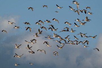 stado gęsi frunące po niebie © M