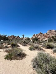 landscape in the desert