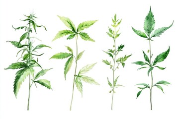 Obraz premium Hand-drawn Watercolor Illustration of Hemp and Cannabis Leaves with Seeds on White Background