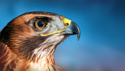 Fototapeta premium Close-Up of a Hawk