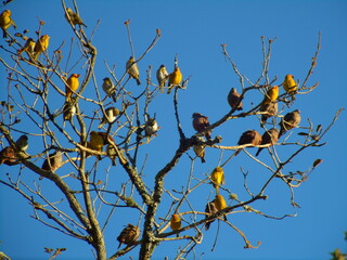 Canarios