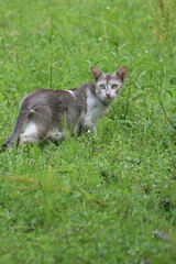 Fototapeta premium A village hunting cat is a resourceful, agile feline often found in rural areas, adept at catching small prey like mice, birds, and insects. These cats typically roam freely around farms or fields, us