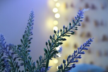 lavender in christmas new year lights background