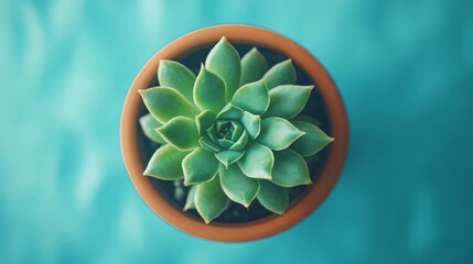 A captivating topdown view showcases a stunning blue echeveria succulent nestled in a charming terracotta pot, emphasizing its perfectly symmetrical leaves and vibrant hues that draw the eye