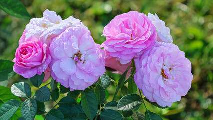 Belgian rose shrub. Pink and white roses.