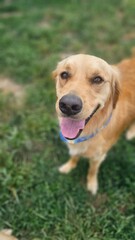 golden retriever puppy