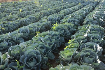Obraz premium Green cabbages growing in field on sunny day