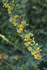Obraz premium Buisson ardent, Pyracantha sp.