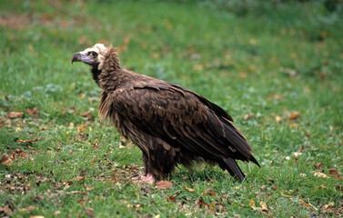 Obraz premium Vautour moine,.Aegypius monachus, Cinereous Vulture