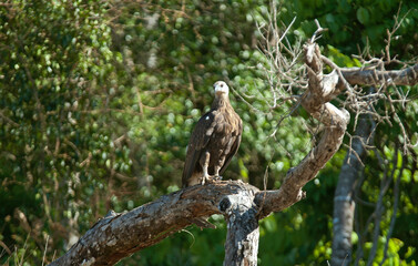 Pygargue de Madagascar,.Icthyophaga vociferoides, Madagascar Fish Eagle, Madagascar