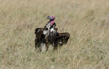 Obraz premium Vautour oricou,.Torgos tracheliotos, Lappet faced Vulture