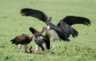 Vautour oricou,.Torgos tracheliotos,  Lappet faced Vulture, Marabout d'Afrique, Leptoptilos crumenifer, Marabou Stork,Afrique
