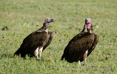 Fototapeta premium Vautour oricou,.Torgos tracheliotos, Lappet faced Vulture, Tanzanie