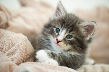 Portra&auml;t eines Norwegischen Waldkatzen K&auml;tzchens