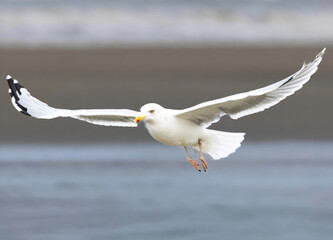 Fototapeta premium Portrait of a flying Herring Gull, Larus argentatus, showing specific features of large yellow bill with red tip and white patch in the black tip of the wing against light neutral background