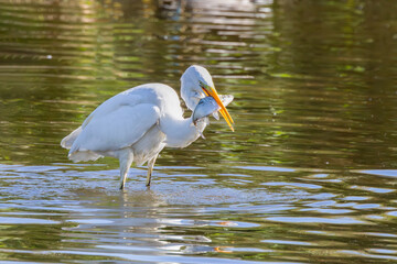 Portrait of Great White Egret, Ardea alba, foraging standing in water with caught fish in beak...
