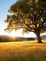 Fototapeta premium Majestic Oak Tree Bathed in Golden Sunlight, a solitary oak tree stands tall in a field of golden grass, bathed in the warm glow of the setting sun, symbolizing strength, resilience, beauty, nature, a