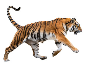 Obraz premium running tiger, isolated on white background, cutout 
