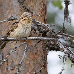 northern wryneck