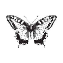Fototapeta premium butterfly sketch hand drawn line art engraving