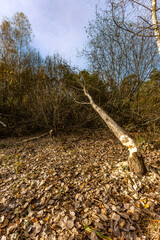 Trees chewed by beavers building a dam