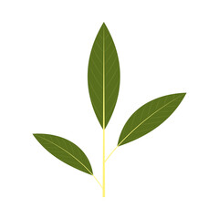 A sprig of bay leaf. Part of my color flat set of 15 best herbs for cooking. Greenery on a white. Herbs for meat, fish, drinks and cocktails. Used dev, app, design, web, ui, advertising.Vector 10 EPS