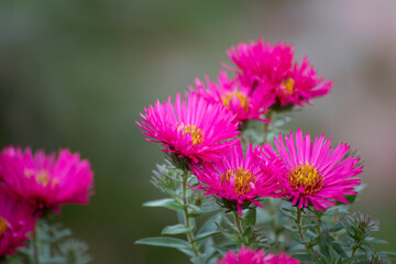 Obraz premium pink flower