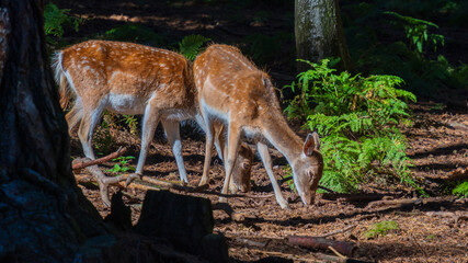 The common or European fallow deer is a species of deer native to the Mediterranean region.