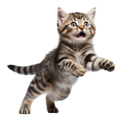 PNG Smiling cat jumping animal mammal kitten.