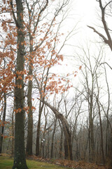 Fototapeta premium Foggy Day in Pittsburgh Woods
